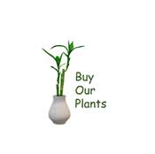 buyplants